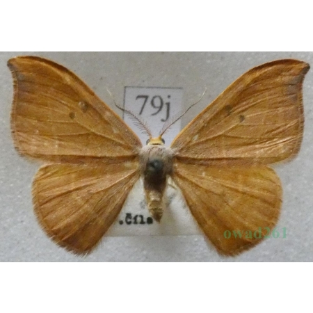 Watsonalla binaria (Hufnagel, 1767) male Wycinka dwojaczka Czech79j